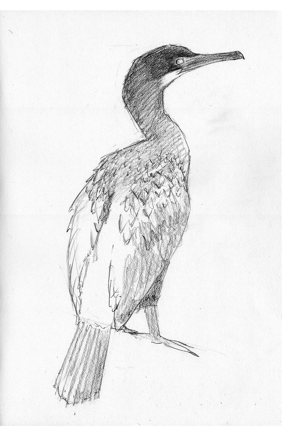 Cormorant Bird Drawing Pics
