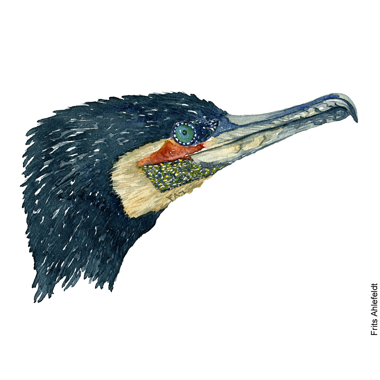 Cormorant Bird Drawing Picture