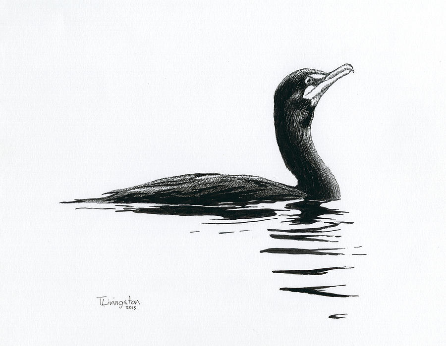 Cormorant Bird Drawing Realistic