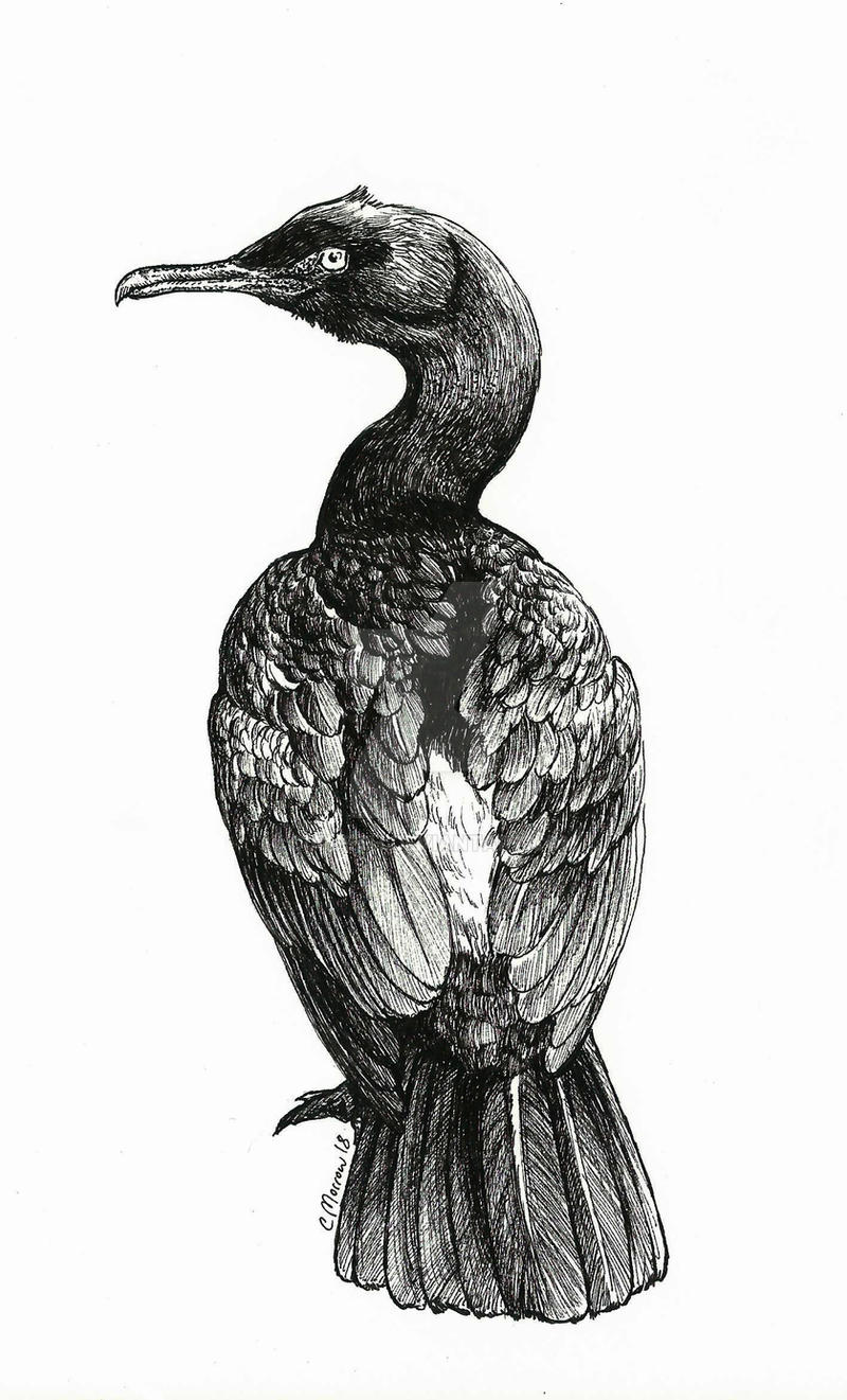 Cormorant Bird Drawing Sketch