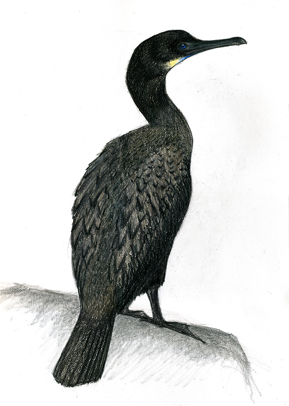 Cormorant Drawing Amazing