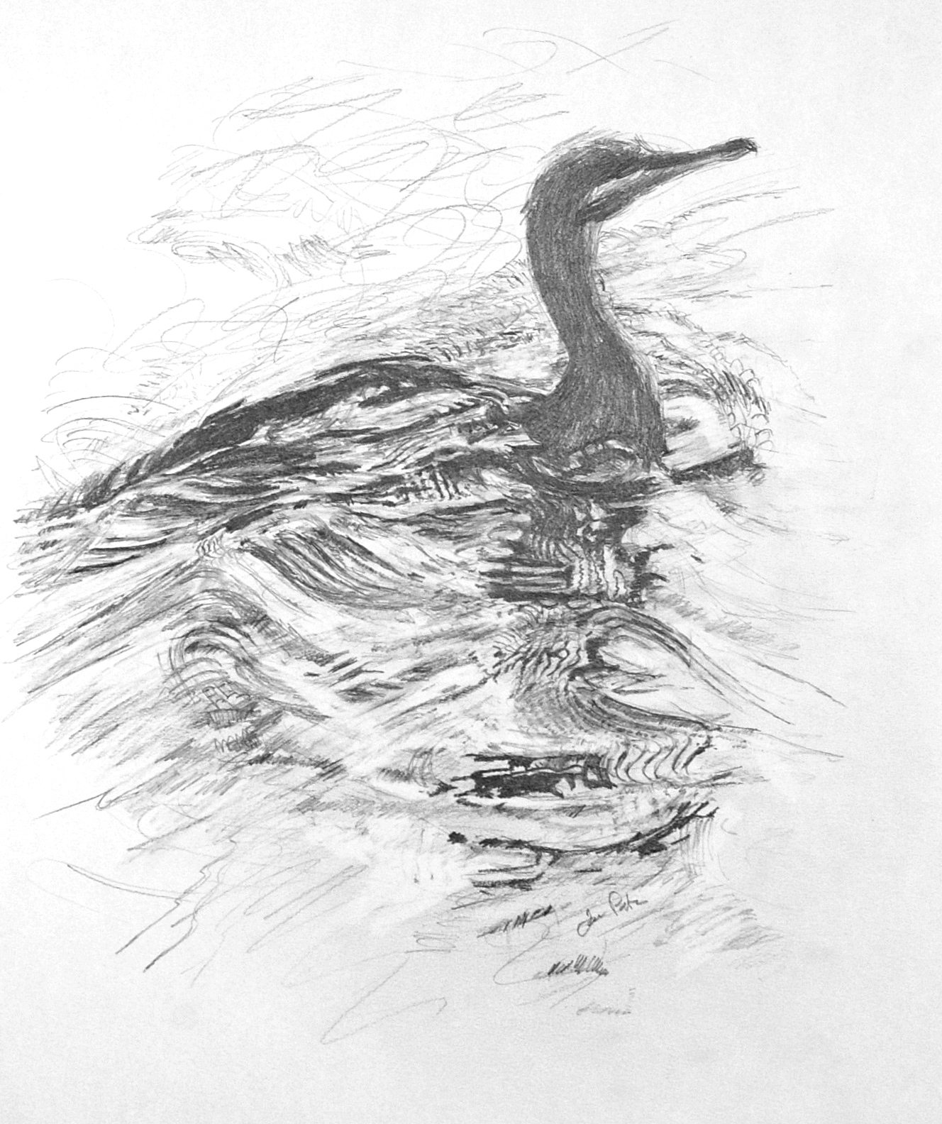 Cormorant Drawing Art