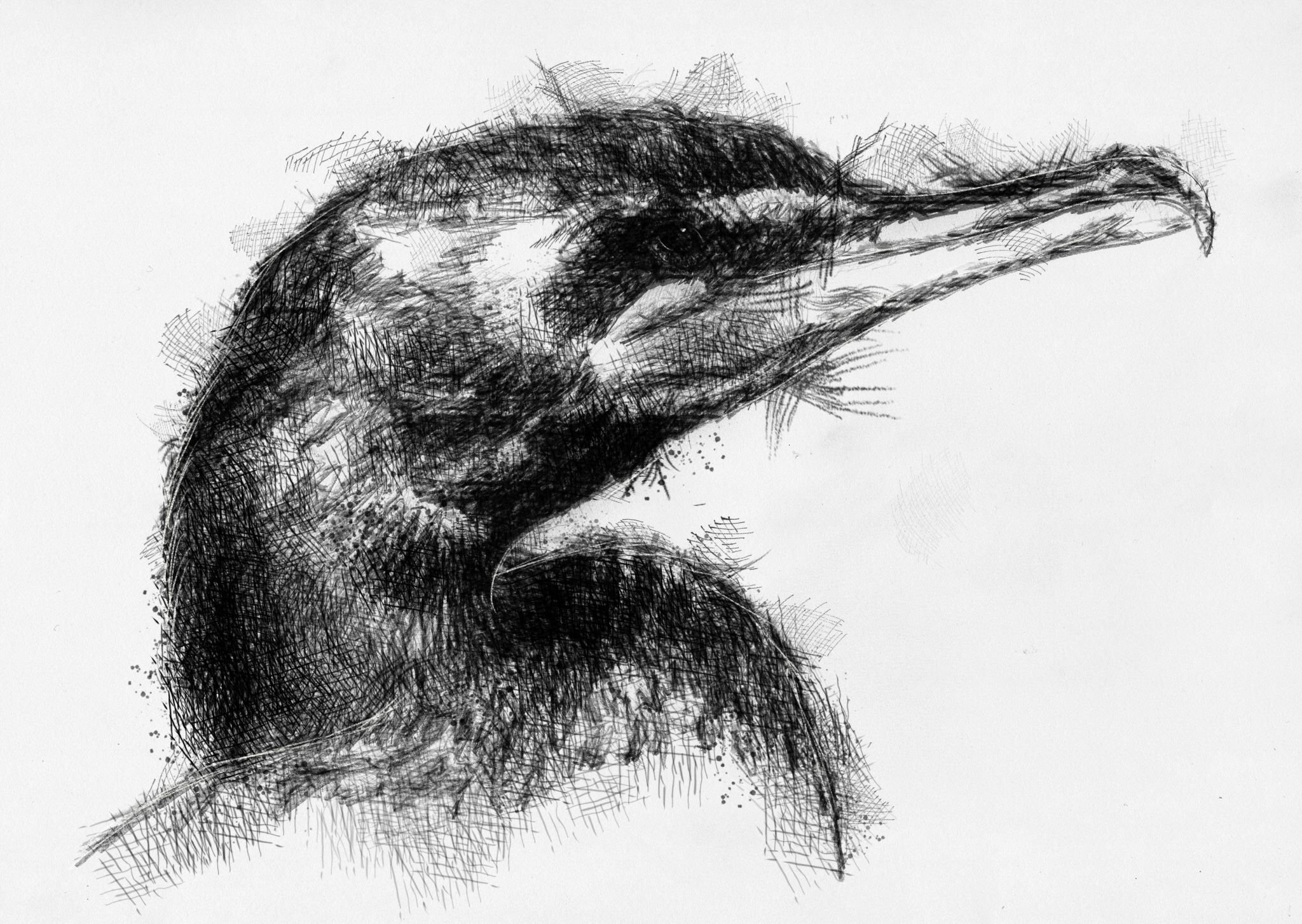 Cormorant Drawing Beautiful Art