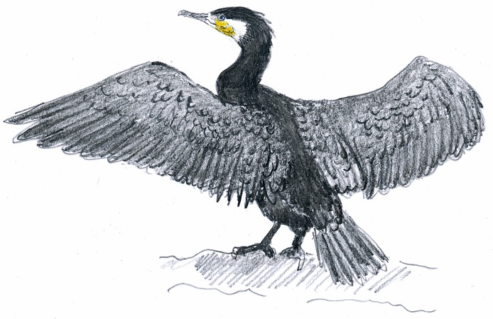 Cormorant Drawing High-Quality