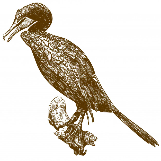Cormorant Drawing Image