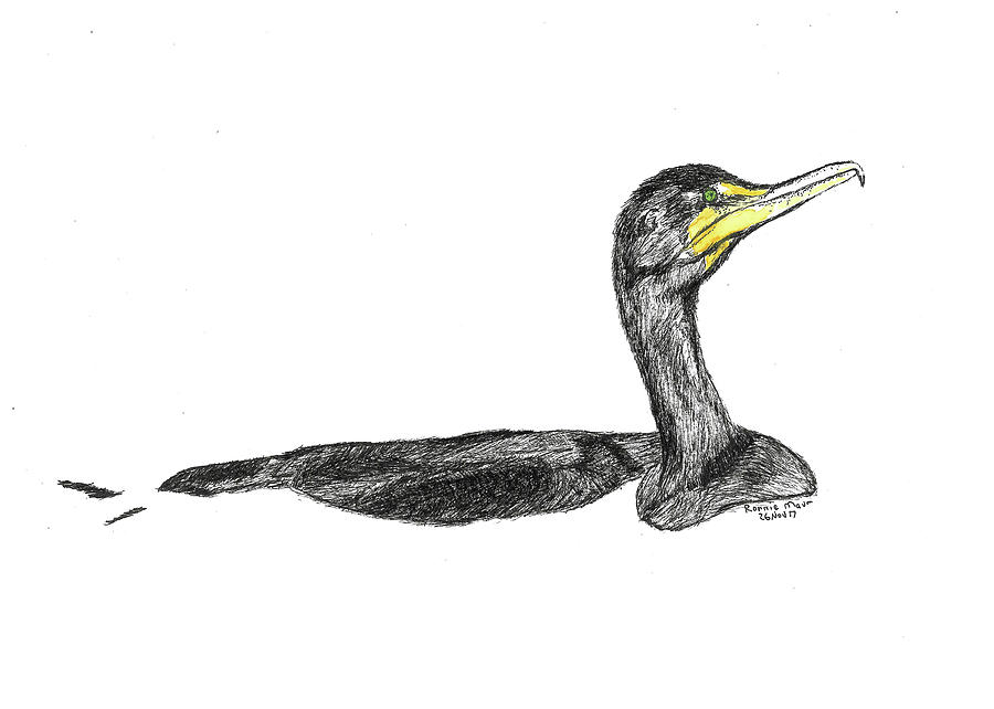 Cormorant Drawing Images