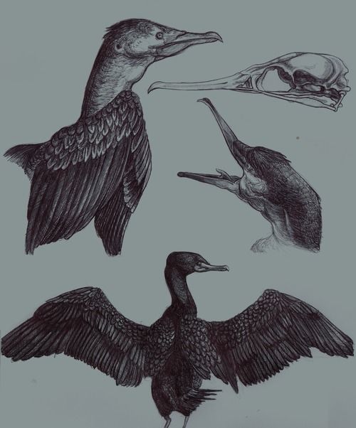 Cormorant Drawing Photo