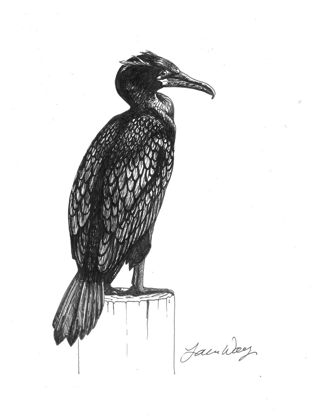 Cormorant Drawing Pic