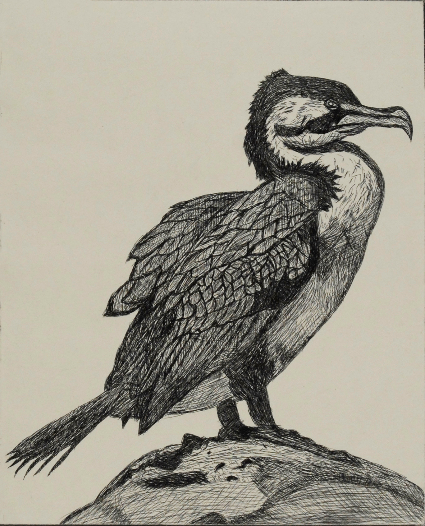 Cormorant Drawing Pics