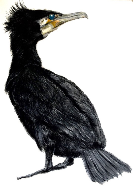 Cormorant Drawing Picture