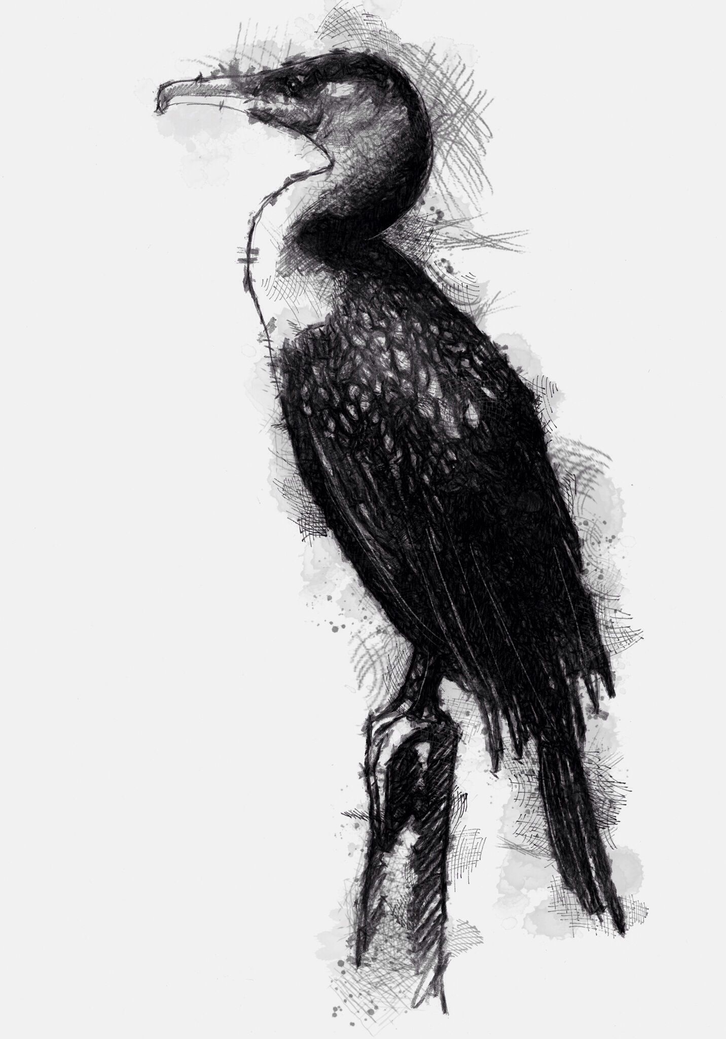 Cormorant Drawing Pictures