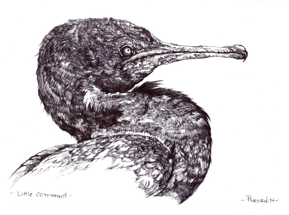Cormorant Drawing Sketch
