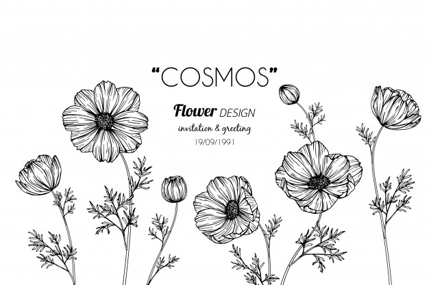 Cosmos Drawing Amazing