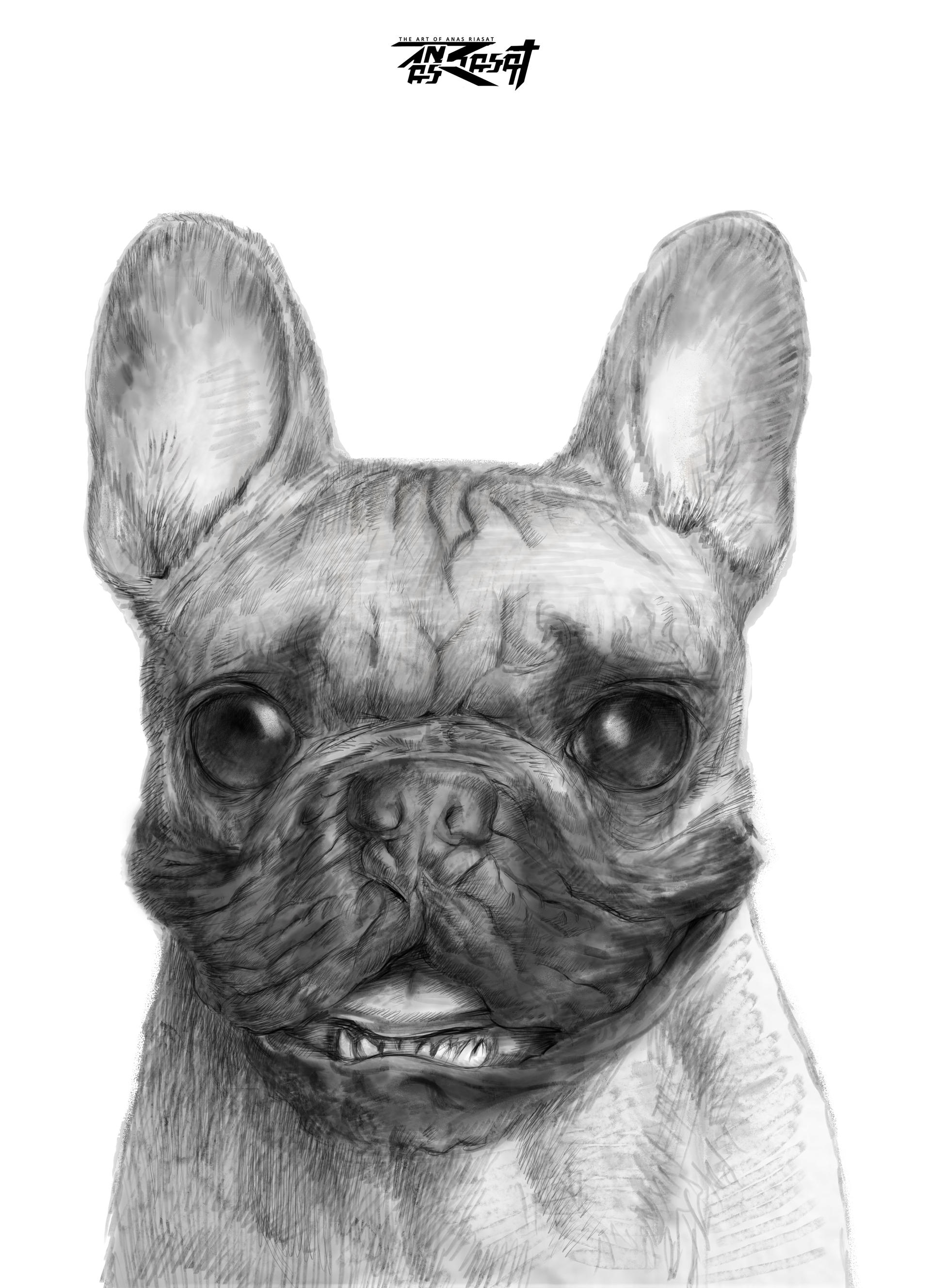 Cute Bulldog Drawing Amazing