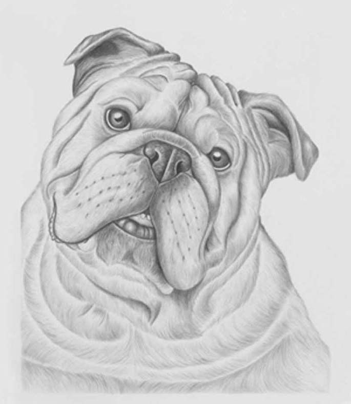 Cute Bulldog Drawing Art