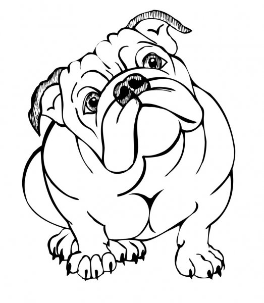 Cute Bulldog Drawing Beautiful Image
