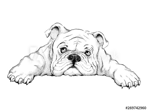 Cute Bulldog Drawing Image