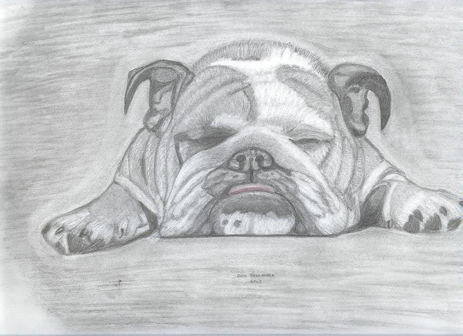 Cute Bulldog Drawing Photo