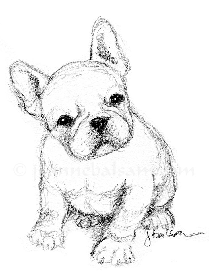 Cute Bulldog Drawing Pic