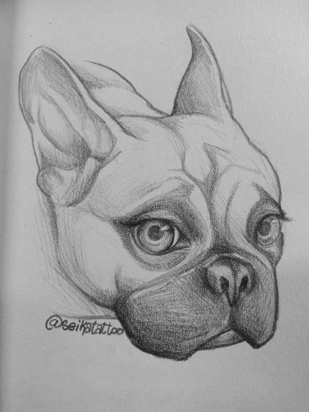 Cute Bulldog Drawing Realistic