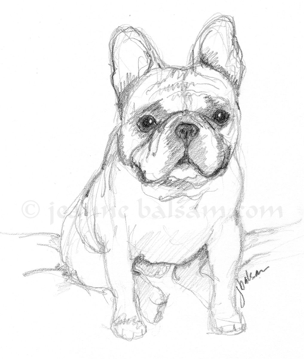 Cute Bulldog Drawing Sketch