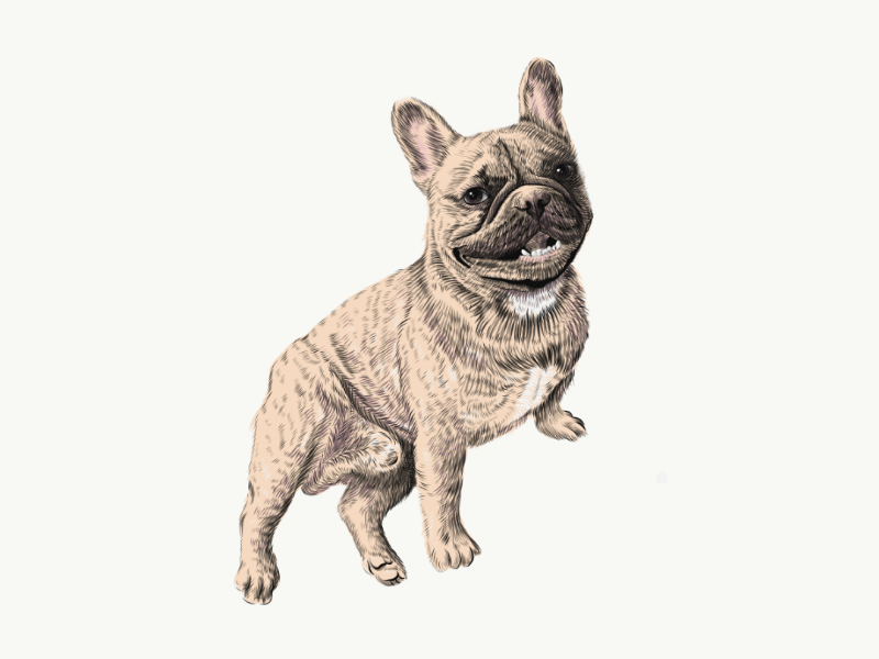 Cute Bulldog Drawing