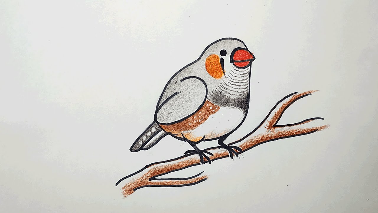 Finch Bird Art Drawing