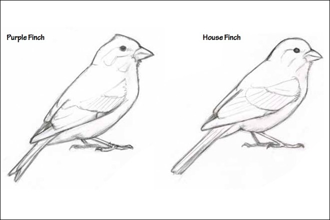 Finch Bird Best Drawing