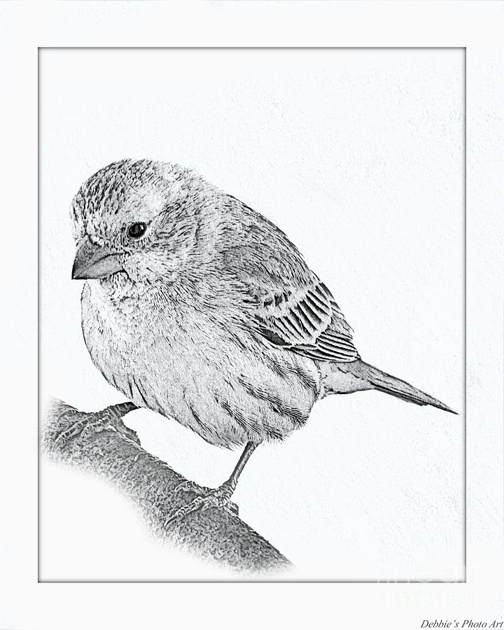 Finch Bird Drawing Amazing