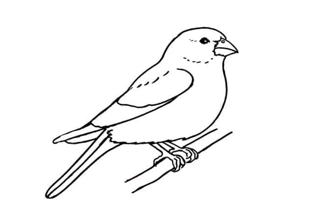 Finch Bird Drawing Art