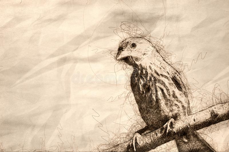 Finch Bird Drawing Beautiful Image