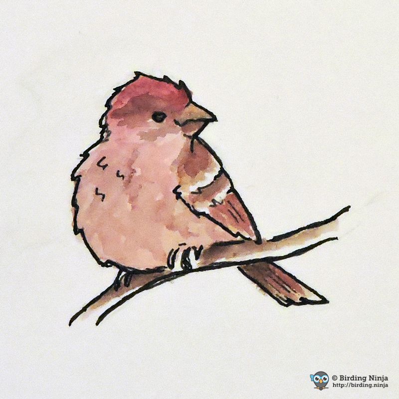 Finch Bird Drawing Image