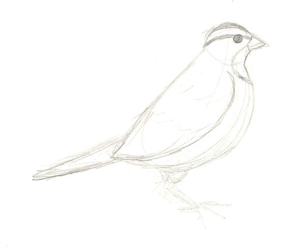 Finch Bird Drawing Photo