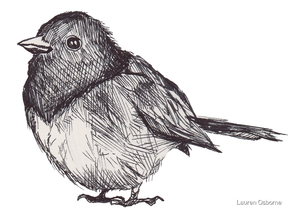 Finch Bird Drawing Pic
