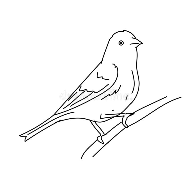 Finch Bird Drawing Realistic