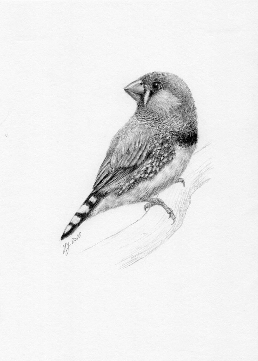 Finch Bird Drawing Sketch