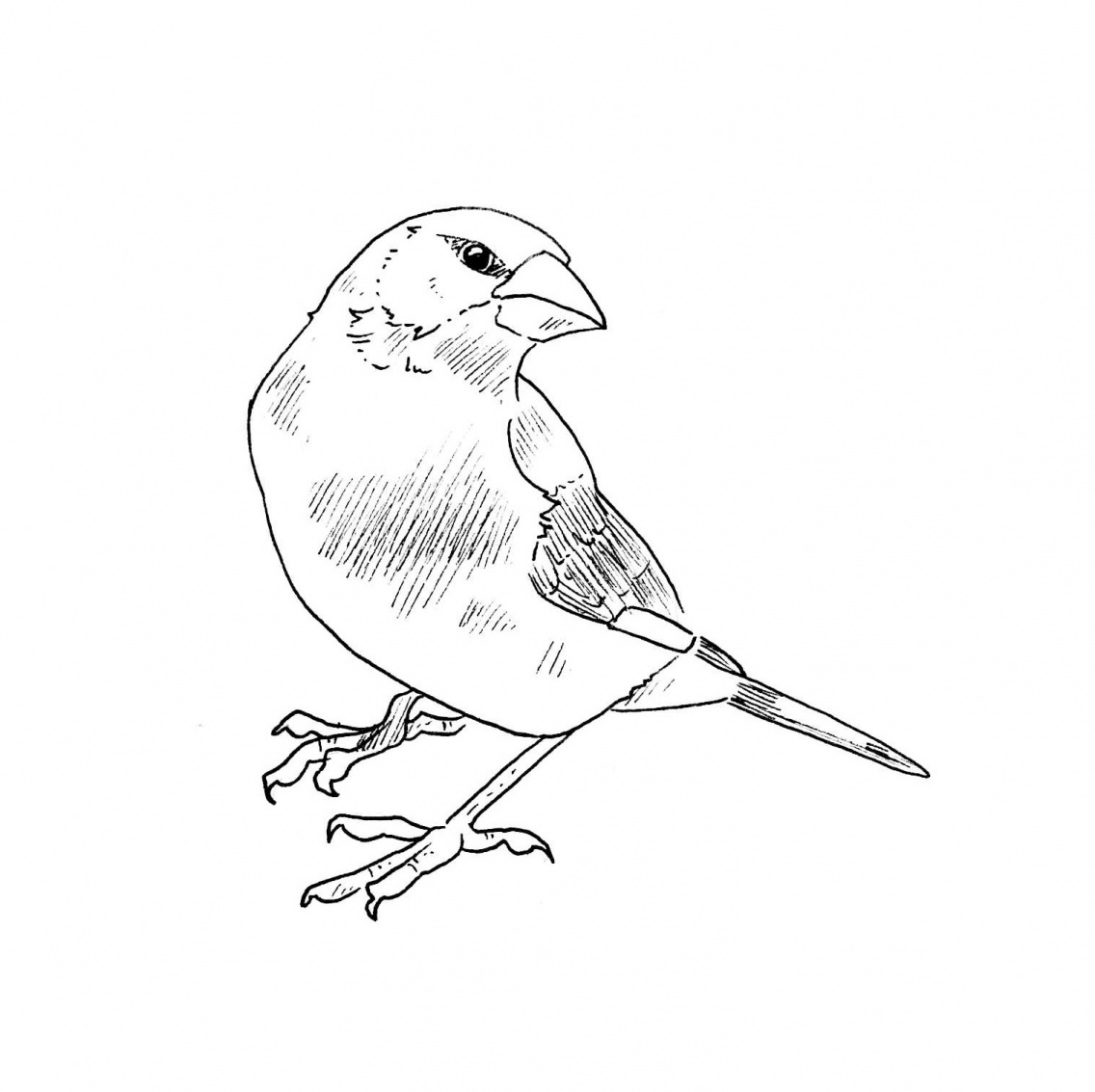 Finch Bird Drawing