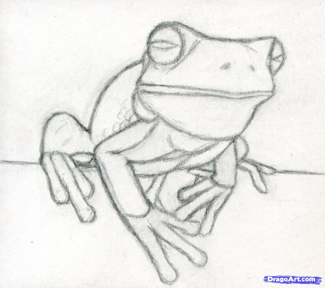 Frog Art Drawing