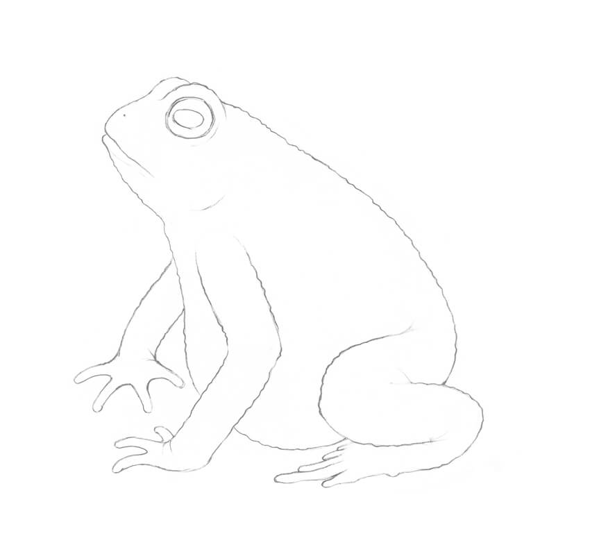 Frog Best Drawing