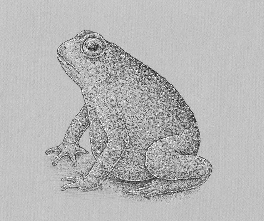 Frog Drawing Amazing