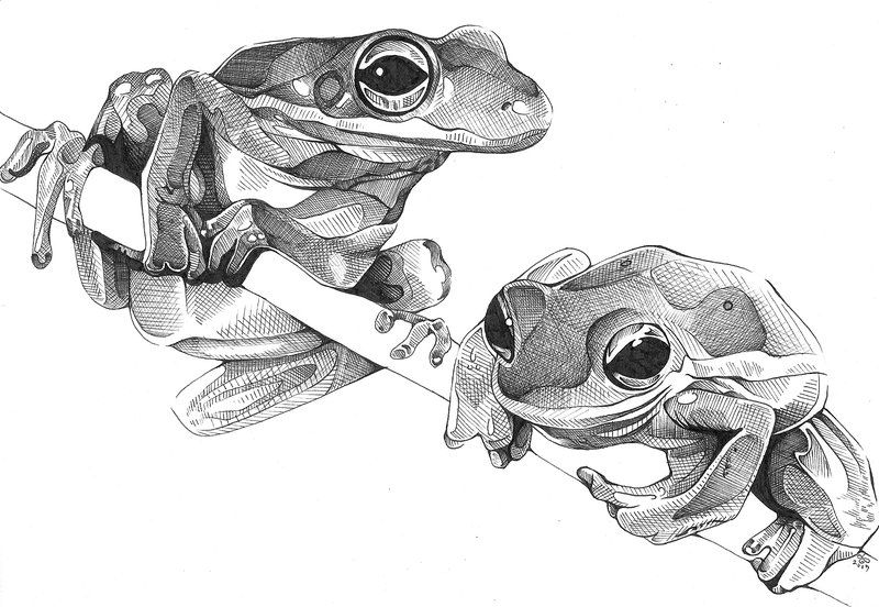 Frog Drawing Beautiful Art