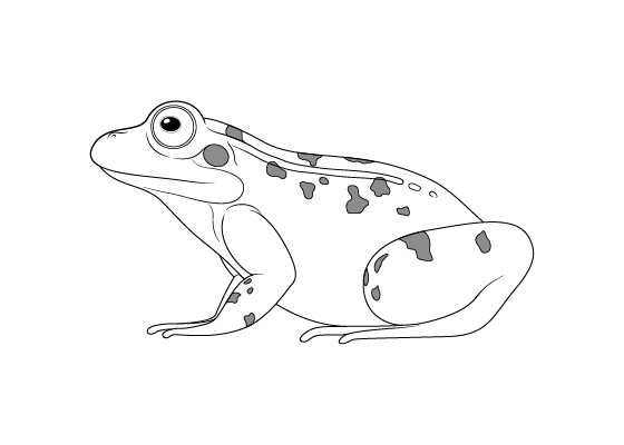 Frog Drawing Beautiful Image