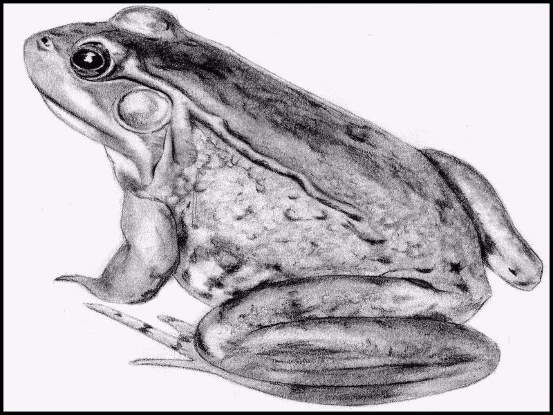 Frog drawing hires stock photography and images  Alamy