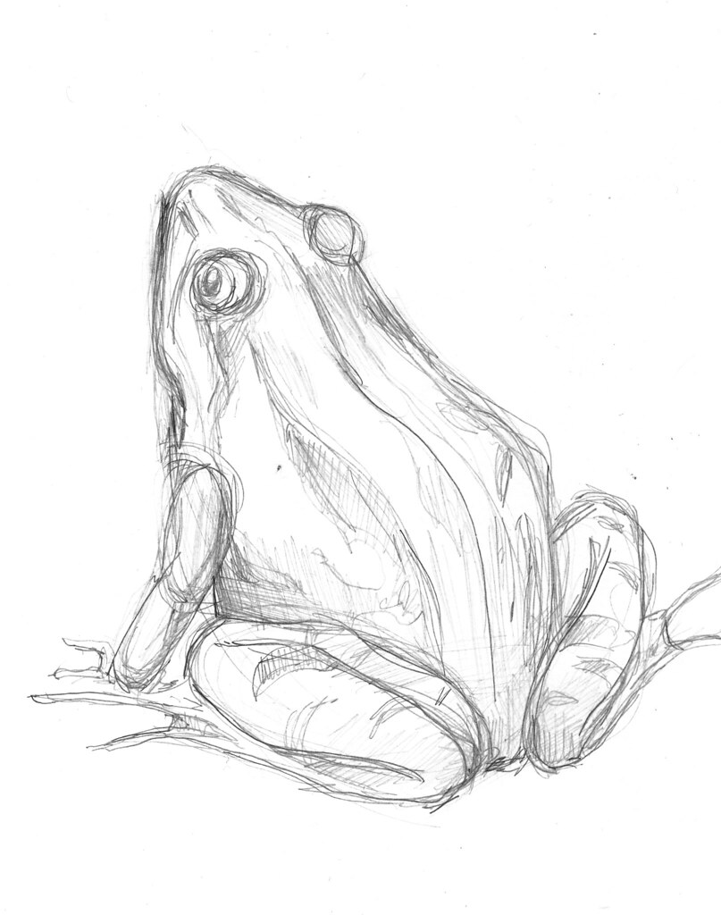 Frog Drawing Picture