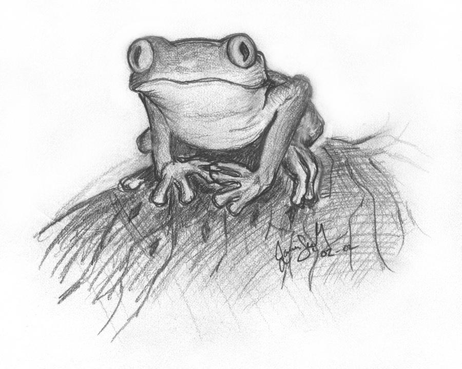 Frog Drawing Realistic