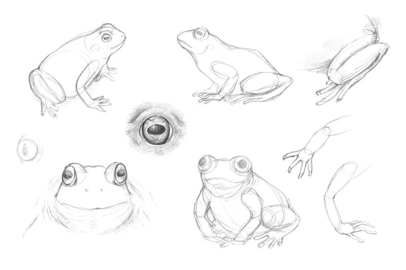 Frog Drawing Sketch