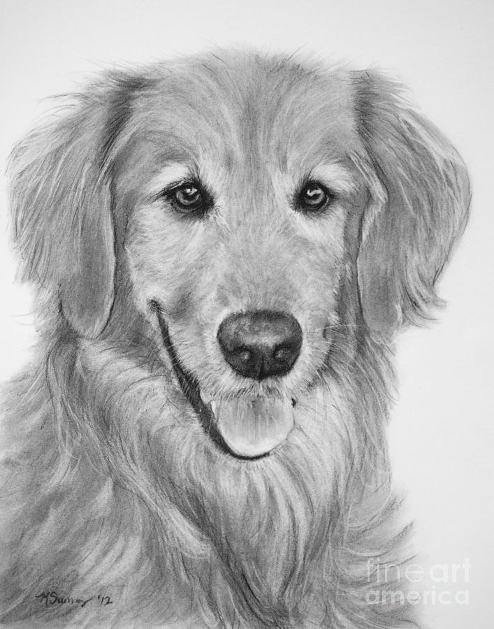 Golden Retriever Art Drawing