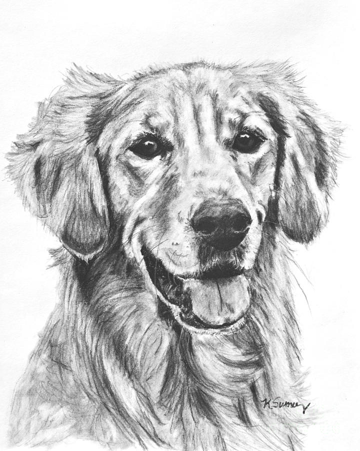 Golden Retriever Best Drawing