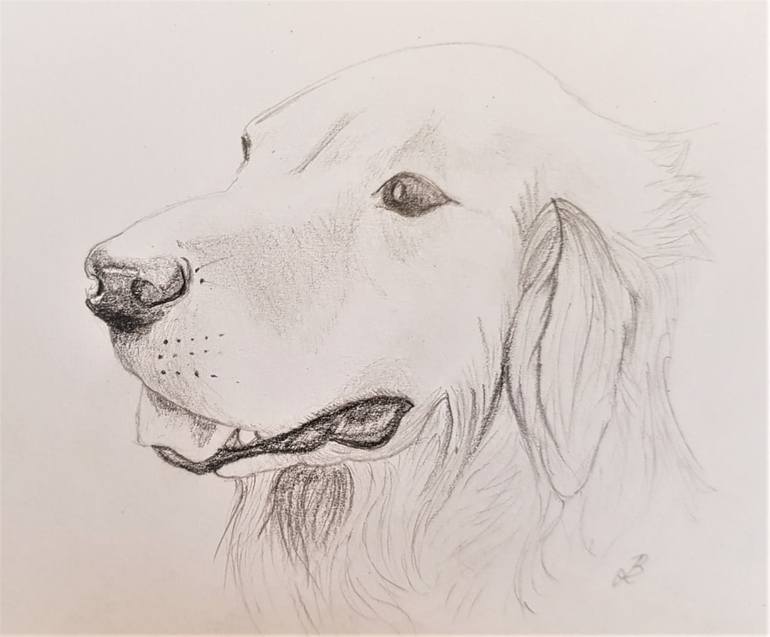 Golden Retriever Drawing Amazing