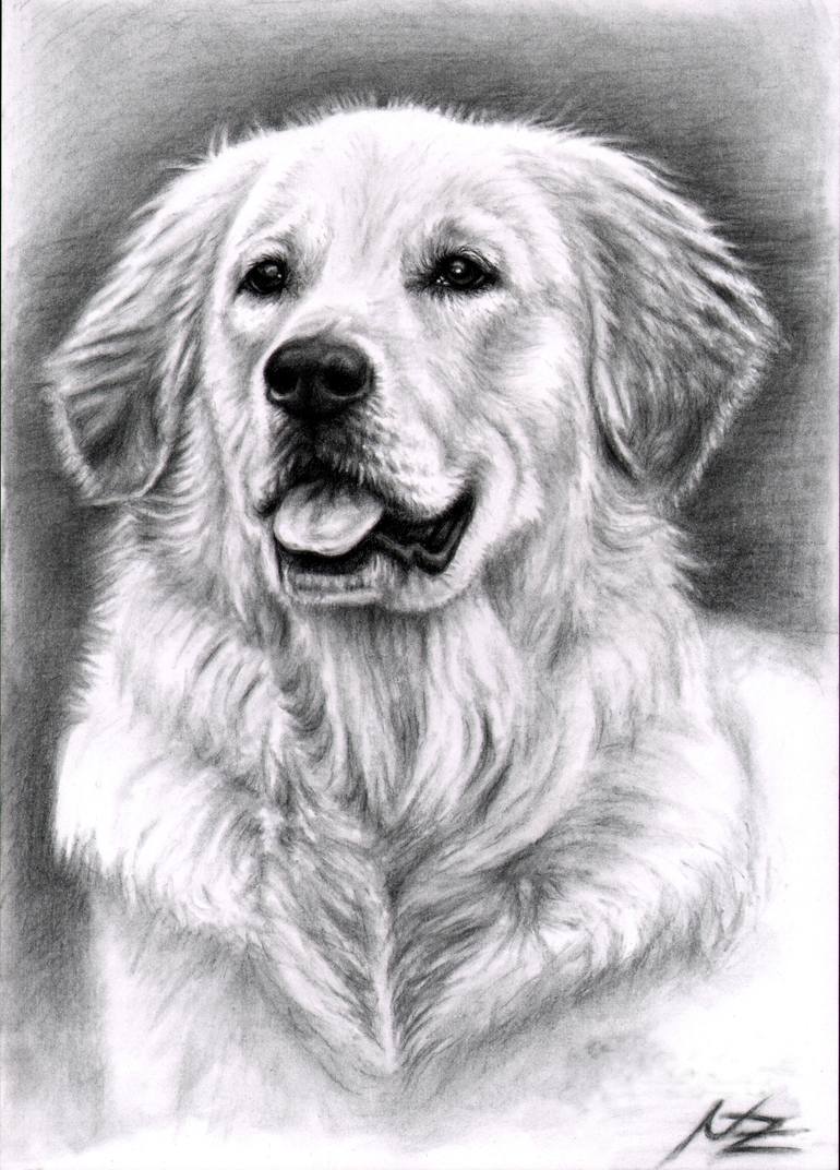 Golden Retriever Drawing Art